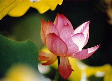 福都被你自己折损掉了