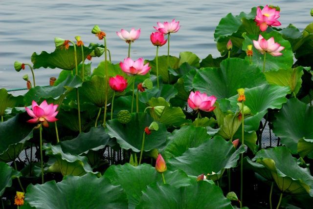 净空法师：极乐世界的资源太丰富了