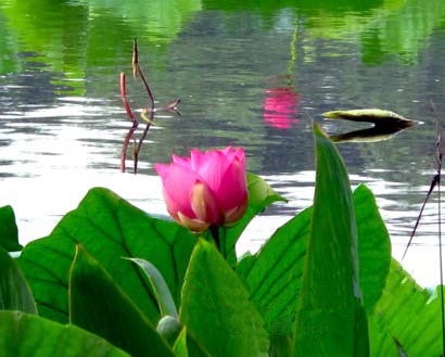 念佛好，还是念观音好