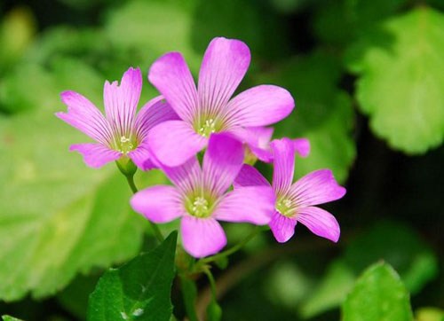 唯此一法，皆于现生往生西方