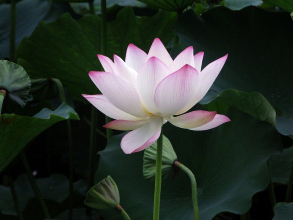 通智法师往生记