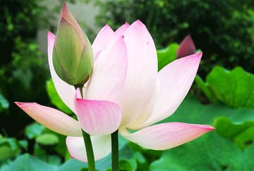 念佛三昧摸象记