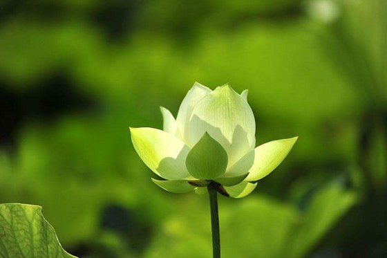 念佛如何对治妄想