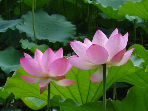 佛教十恶与十善