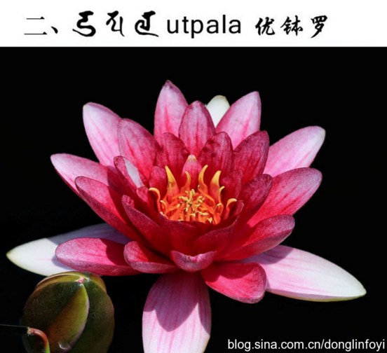 五种佛教的莲花