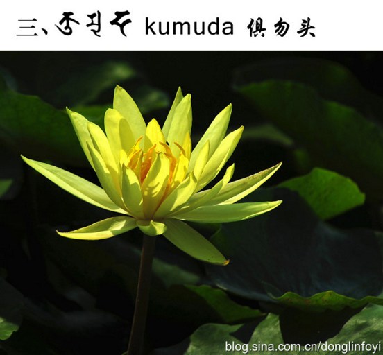 五种佛教的莲花