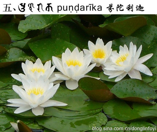 五种佛教的莲花