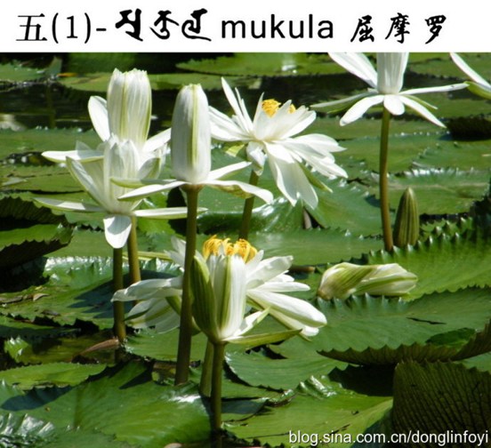 五种佛教的莲花