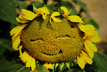 微笑是人类最美的表情