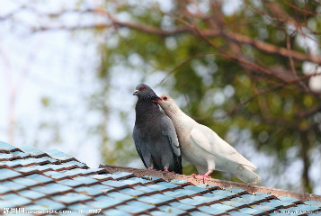 美丽王后的前世今生