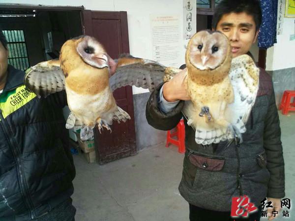 湖南新宁放生两只猴面鹰.jpg