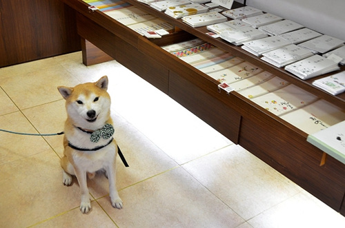日本流浪小柴犬变身人气模特 经历励志感人.jpg