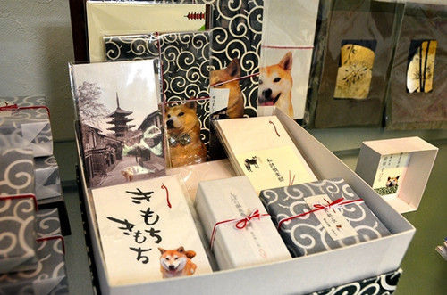 日本流浪小柴犬变身人气模特 经历励志感人1.jpg