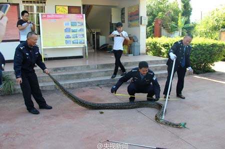 云南修路发现百岁蟒蛇 身长近4米.jpg