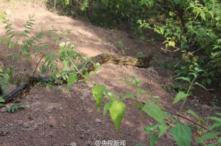 云南修路发现百岁蟒蛇 身长近4米3.jpg