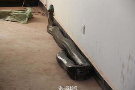 云南修路发现百岁蟒蛇 身长近4米1.jpg