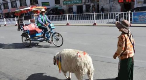 放生羊：最能代表西藏的一道独特风景.jpg