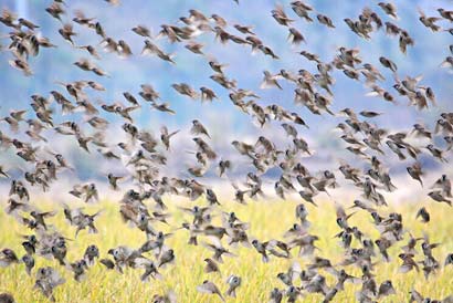 河南小鸟报恩 救恩人全家二十口.jpg