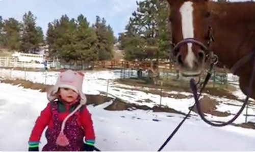 女童雪地牵马被缰绳绕腿 马驻足等候.jpg