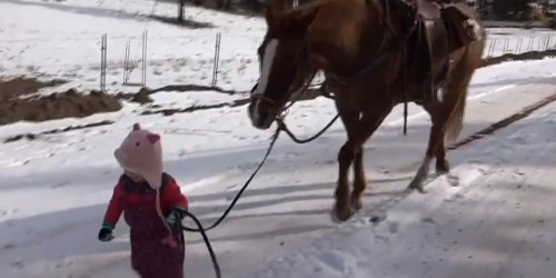 女童雪地牵马被缰绳绕腿 马驻足等候1.jpg