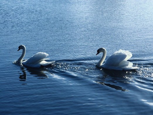 夫妻间的礼仪与义务