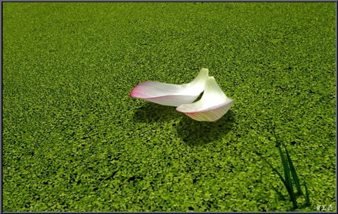 在家居士的婚姻观