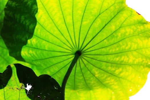 大迦叶尊者与妙贤女