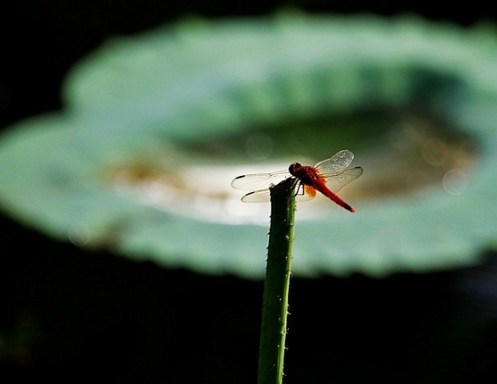 小心你的念头，它正在改变你的命运