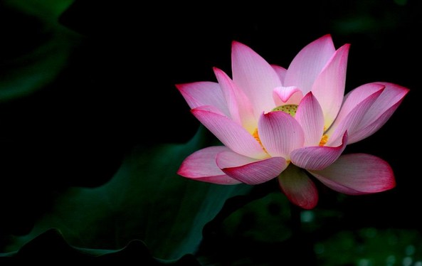 有人只是小聪明，有人则拥有大智慧