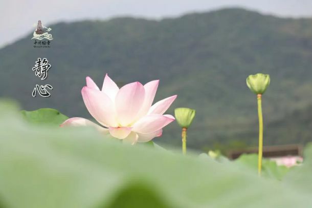 巨商静心复得伞