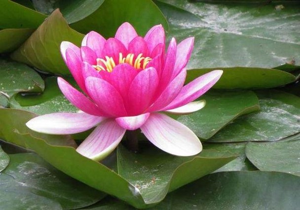 无意义的悬想是一种自我损耗