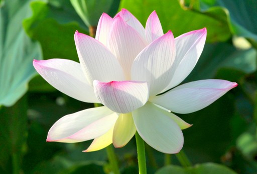 遵循生活的规则