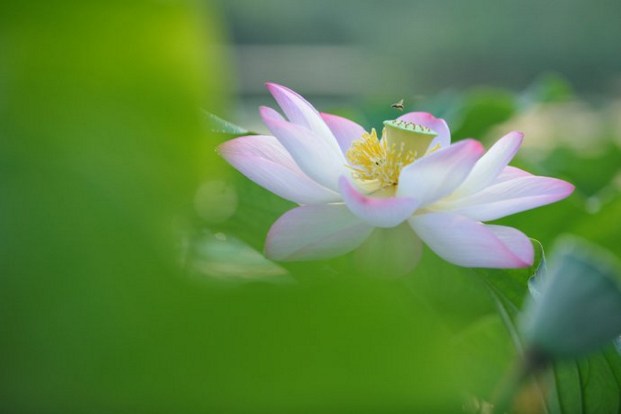 愿生命化作那朵莲华