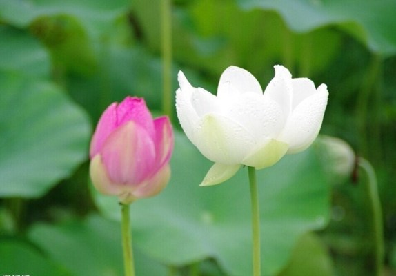 心中无主，便杂念丛生