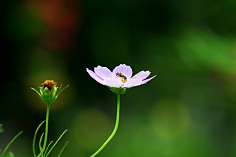 佛说邪淫有十种罪