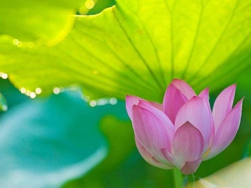 佛教徒的名利观