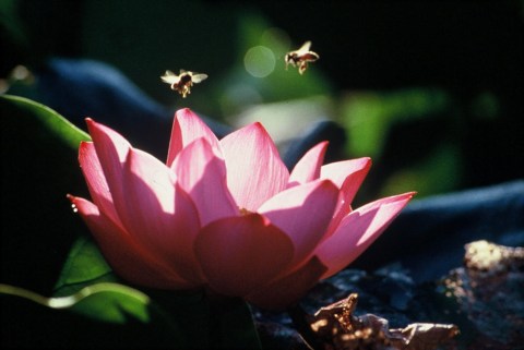 男女为何贪恋异性