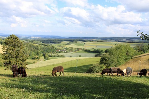 他用一根稻草换到了一个庄园