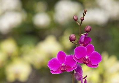 尽物布施，得福增多