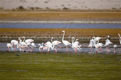 慈心不杀有好报,肾脏破裂能复原