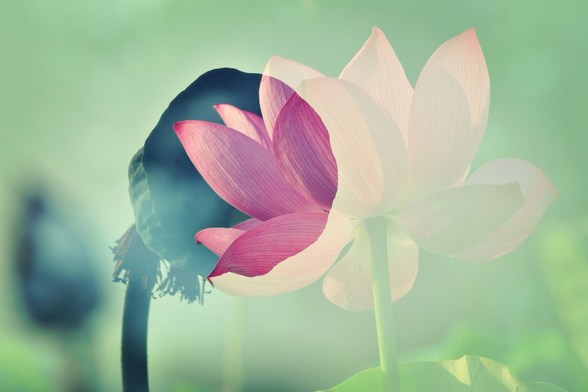 饮食无度者得饥渴咽病的现世报