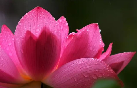 自己和家人得了重病该怎么办