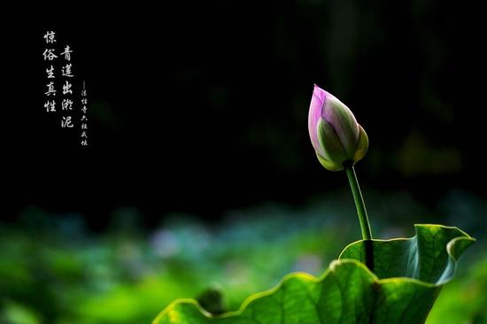 星云大师见闻的一则念佛感应故事