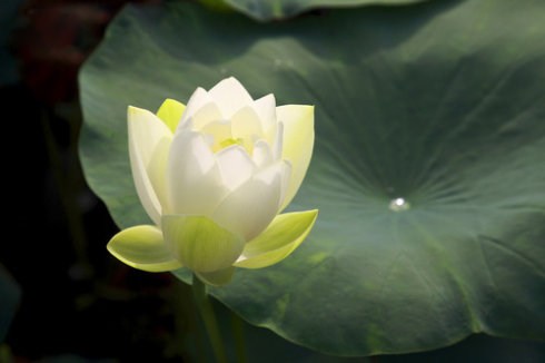 利他心对健康长寿有巨大帮助