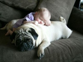 如何证明人是素食动物