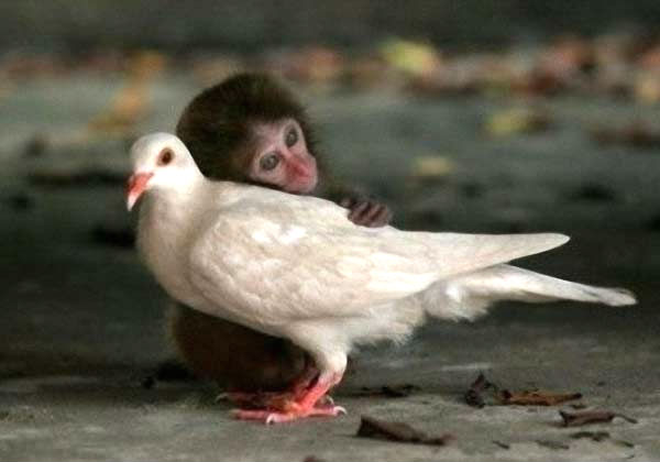 美国五位素食者的心路历程