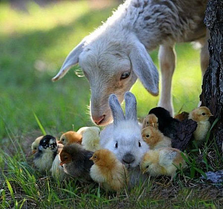 素食让我回归天性