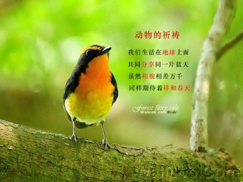 永别血腥和杀戮