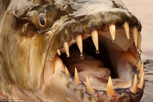 五种不净观戒掉肉食