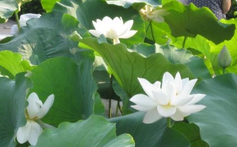 念佛最为尊，别忘了我们尊贵的身份